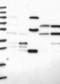 Transmembrane Protein 181 antibody, NBP1-93711, Novus Biologicals, Western Blot image 