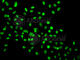 High Mobility Group 20A antibody, A7286, ABclonal Technology, Immunohistochemistry paraffin image 
