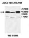 Tankyrase 2 antibody, orb77550, Biorbyt, Western Blot image 