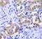 Lysosomal Associated Membrane Protein 1 antibody, FNab04684, FineTest, Immunohistochemistry frozen image 