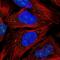 Calcium Modulating Ligand antibody, HPA052636, Atlas Antibodies, Immunofluorescence image 