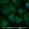 Somatostatin Receptor 2 antibody, NB300-157, Novus Biologicals, Immunofluorescence image 