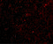 STEAP Family Member 1 antibody, 4305, ProSci, Immunofluorescence image 