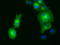 Golgi Reassembly Stacking Protein 1 antibody, TA501392, Origene, Immunofluorescence image 