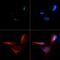 Cyclin-dependent kinase inhibitor 2A, isoforms 1/2/3 antibody, PA1-31409, Invitrogen Antibodies, Immunofluorescence image 