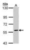 Family With Sequence Similarity 126 Member A antibody, TA309044, Origene, Western Blot image 
