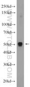 PD-L1 antibody, 17952-1-AP, Proteintech Group, Western Blot image 