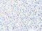 Sequestosome 1 antibody, LS-C746920, Lifespan Biosciences, Immunohistochemistry frozen image 