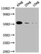 SARS CoV Nucleoprotein antibody, CSB-MA33255A0m, Cusabio, Western Blot image 