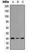 Inhibin Subunit Alpha antibody, LS-C356129, Lifespan Biosciences, Western Blot image 