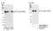 Tripartite Motif Containing 24 antibody, NB100-2597, Novus Biologicals, Western Blot image 