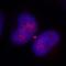 Kinesin Family Member 14 antibody, IHC-00475, Bethyl Labs, Immunofluorescence image 