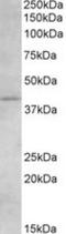 Cannabinoid Receptor 2 antibody, NB100-2458, Novus Biologicals, Western Blot image 