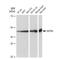 Somatostatin Receptor 5 antibody, GTX03227, GeneTex, Western Blot image 