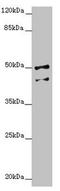Neuroplastin antibody, LS-C676179, Lifespan Biosciences, Western Blot image 