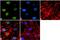 ETS Proto-Oncogene 2, Transcription Factor antibody, 44-1105G, Invitrogen Antibodies, Immunofluorescence image 