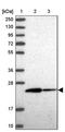 RAB10, Member RAS Oncogene Family antibody, PA5-61048, Invitrogen Antibodies, Western Blot image 