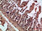 Interleukin 17C antibody, STJ98799, St John