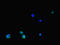 Solute Carrier Family 2 Member 3 antibody, LS-C679498, Lifespan Biosciences, Immunofluorescence image 