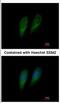 Fumarylacetoacetate Hydrolase antibody, NBP2-16546, Novus Biologicals, Immunofluorescence image 