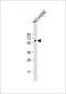 TBC1 Domain Family Member 3F antibody, 56-317, ProSci, Western Blot image 