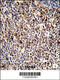 Killer cell immunoglobulin-like receptor 3DL3 antibody, 63-818, ProSci, Immunohistochemistry paraffin image 