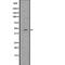 Sp7 Transcription Factor antibody, abx218728, Abbexa, Western Blot image 