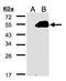 Ras Association Domain Family Member 9 antibody, GTX106375, GeneTex, Western Blot image 