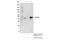 AlkB Homolog 1, Histone H2A Dioxygenase antibody, 39013S, Cell Signaling Technology, Immunoprecipitation image 