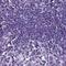 Sperm Equatorial Segment Protein 1 antibody, PA5-61132, Invitrogen Antibodies, Immunohistochemistry frozen image 