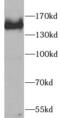 Spalt Like Transcription Factor 4 antibody, FNab07584, FineTest, Western Blot image 