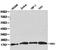 BCL2 Antagonist/Killer 1 antibody, orb129527, Biorbyt, Western Blot image 