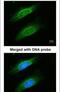 Keratin 8 antibody, PA5-29607, Invitrogen Antibodies, Immunofluorescence image 