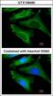 Interleukin 1 Receptor Antagonist antibody, GTX106490, GeneTex, Immunofluorescence image 