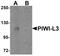 Piwi Like RNA-Mediated Gene Silencing 3 antibody, PA5-21052, Invitrogen Antibodies, Western Blot image 