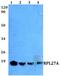 60S ribosomal protein L27a antibody, A07864-1, Boster Biological Technology, Western Blot image 