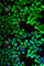 Twinkle protein, mitochondrial antibody, A5303, ABclonal Technology, Immunofluorescence image 