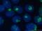 ADP Ribosylation Factor 1 antibody, 10790-1-AP, Proteintech Group, Immunofluorescence image 