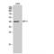 Growth Differentiation Factor 3 antibody, LS-C387736, Lifespan Biosciences, Western Blot image 