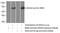 SPARC (Osteonectin), Cwcv And Kazal Like Domains Proteoglycan 2 antibody, 11725-1-AP, Proteintech Group, Western Blot image 