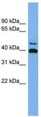 Fibrinogen Like 2 antibody, TA340132, Origene, Western Blot image 
