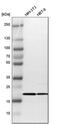 1C9-2 antibody, PA5-51804, Invitrogen Antibodies, Western Blot image 