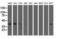 SH3 Domain Containing GRB2 Like 1, Endophilin A2 antibody, NBP2-02834, Novus Biologicals, Western Blot image 