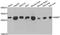Nicotinamide N-Methyltransferase antibody, STJ28756, St John