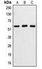 Caspase 8 antibody, LS-C351934, Lifespan Biosciences, Western Blot image 