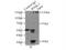 Nuclear Receptor Binding SET Domain Protein 2 antibody, 22722-1-AP, Proteintech Group, Immunoprecipitation image 