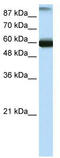 General Transcription Factor IIIC Subunit 5 antibody, TA339450, Origene, Western Blot image 