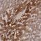 Ceruloplasmin antibody, NBP1-88116, Novus Biologicals, Immunohistochemistry frozen image 