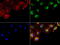 NME/NM23 Nucleoside Diphosphate Kinase 1 antibody, LS-C796838, Lifespan Biosciences, Immunofluorescence image 