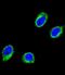Coiled-Coil Alpha-Helical Rod Protein 1 antibody, LS-C168447, Lifespan Biosciences, Immunofluorescence image 